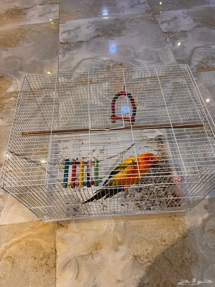 بغبغاء صن كنيور ذكر 0