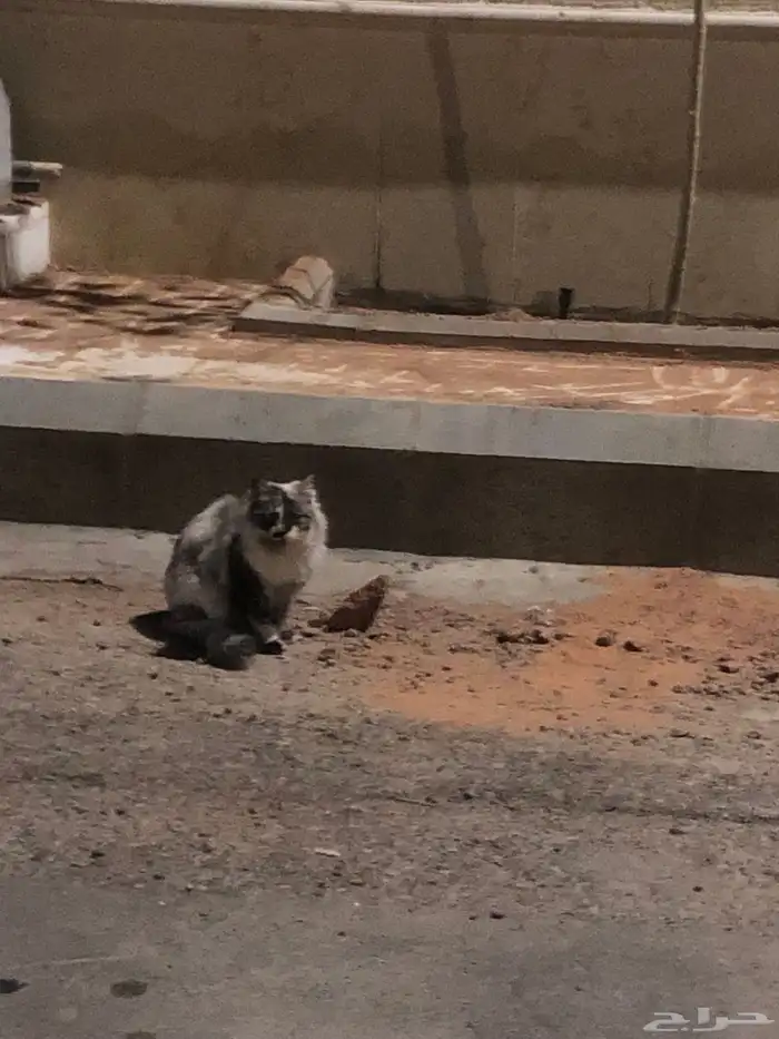 قط لقيته بالحارة شكله ضايع حي الوادي 1