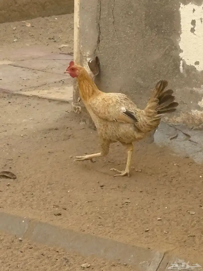 دجاج وديوك 3