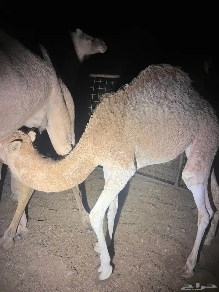 بكره على الحليب 2