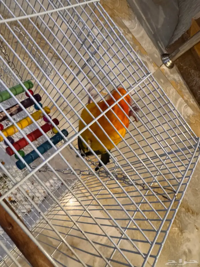 بغبغاء صن كنيور ذكر 4