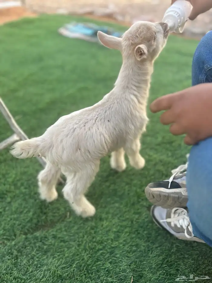 تيس قزمي للبيع 7