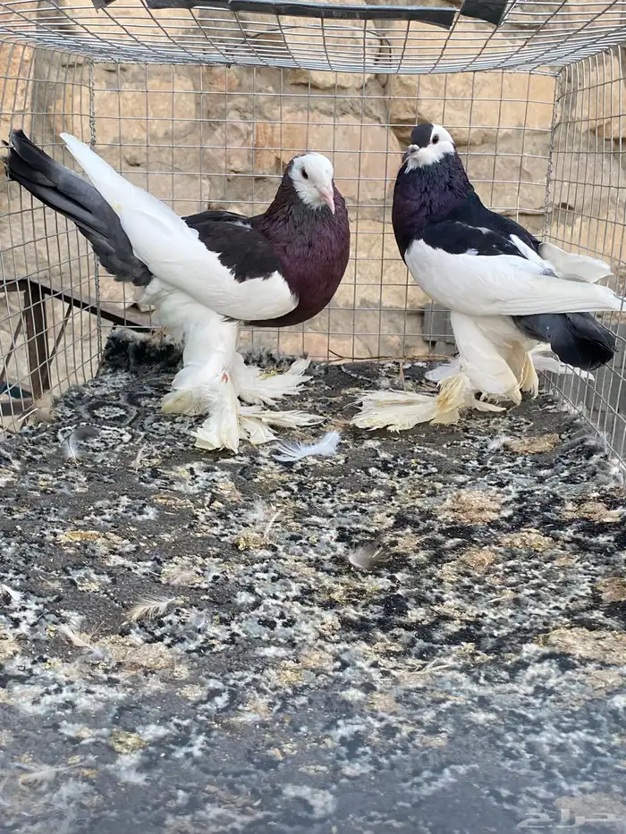 للبيع حمام 0