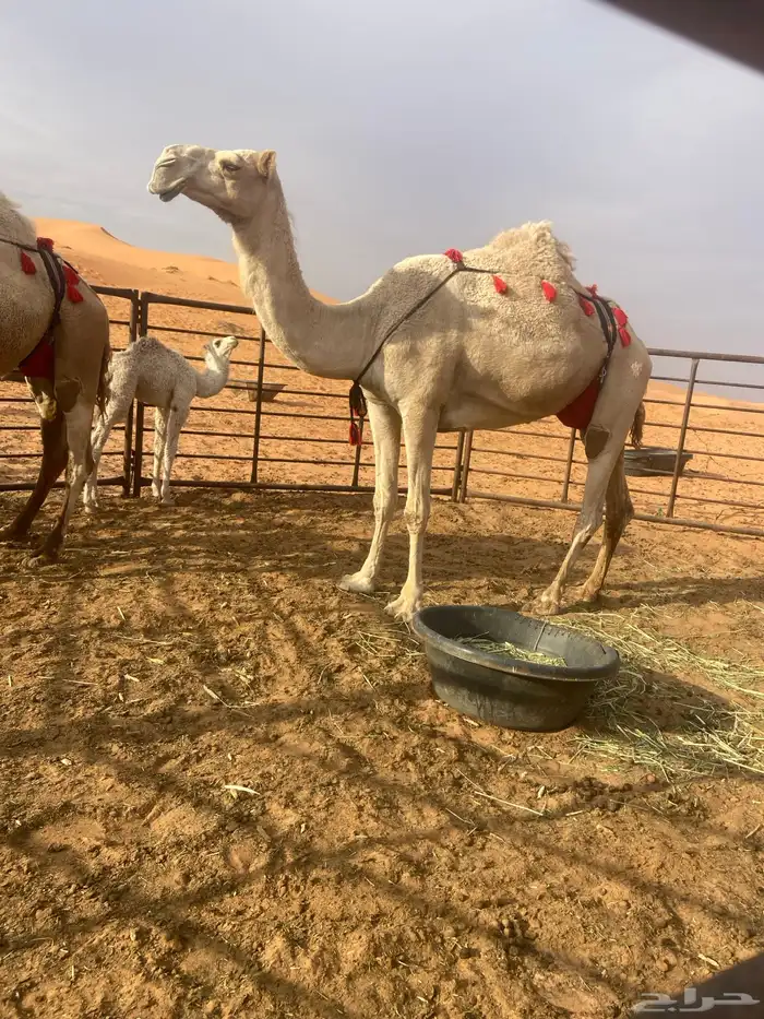 خلفات هدايا 0