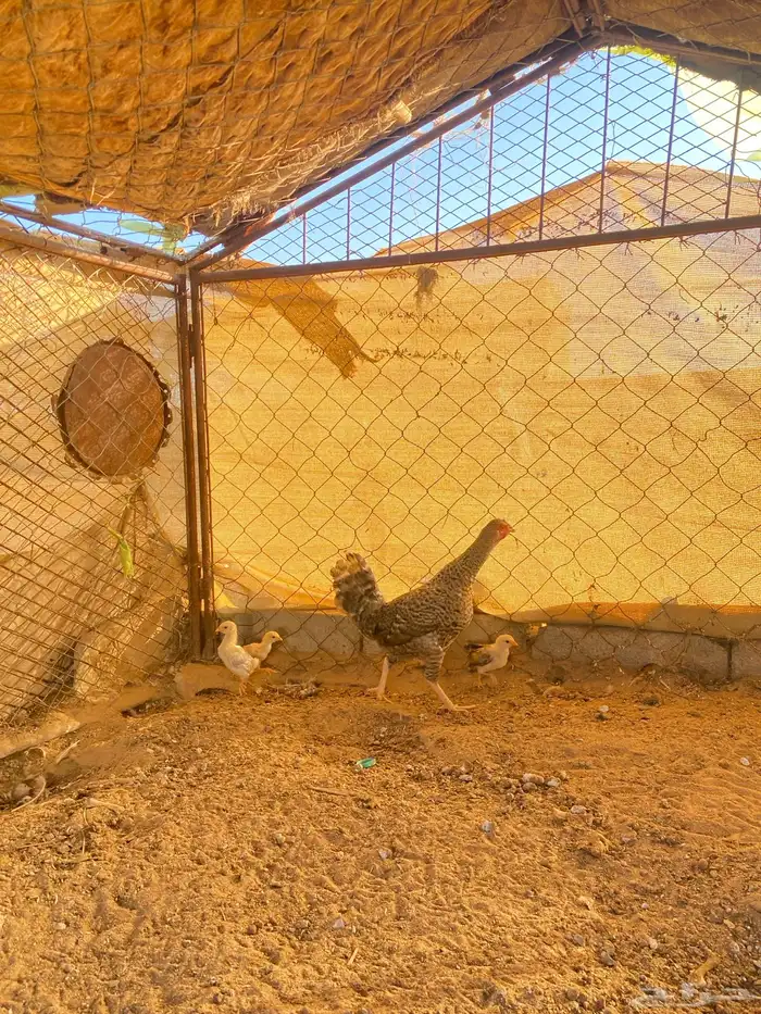 دجاجه بلديه مفرخه رقشا 0