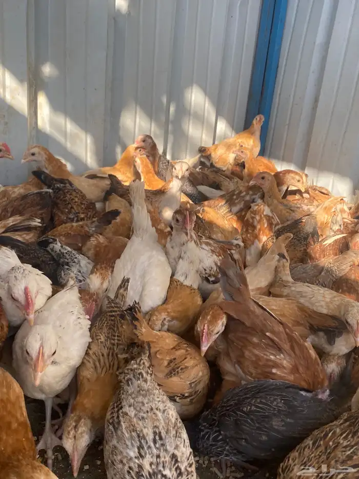 فراريج بلدي فواتح حمر 8