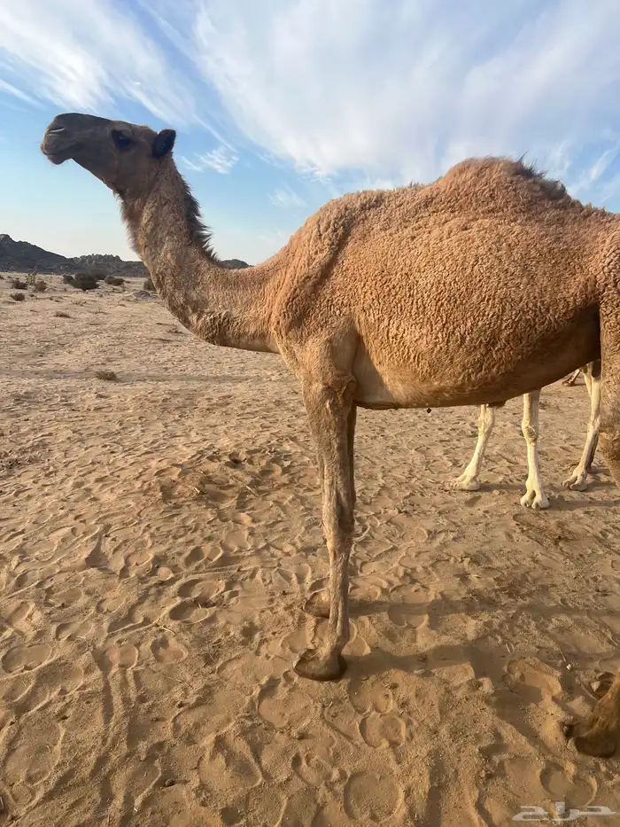 بكره كفؤ تماميه 6