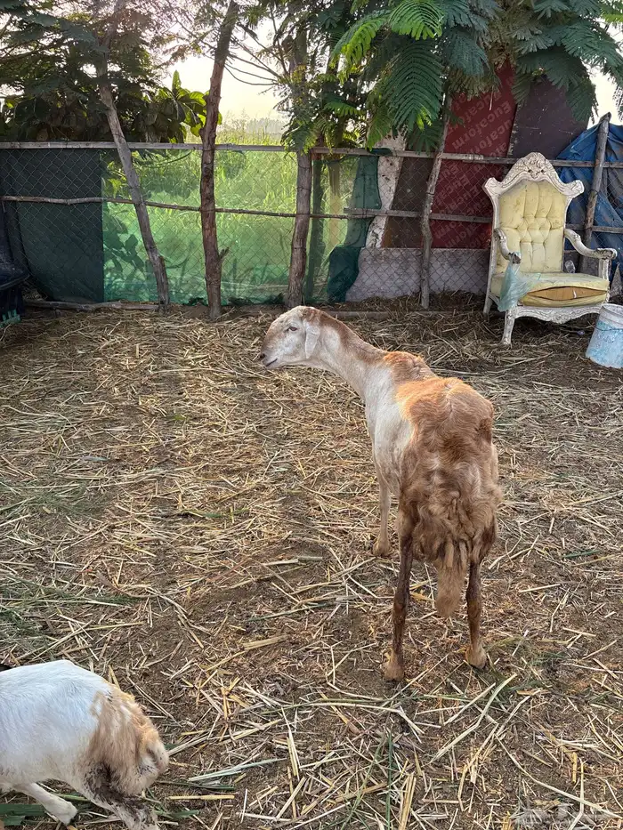 نعجه هجين سواكن جرم هايل ماشاءالله 3