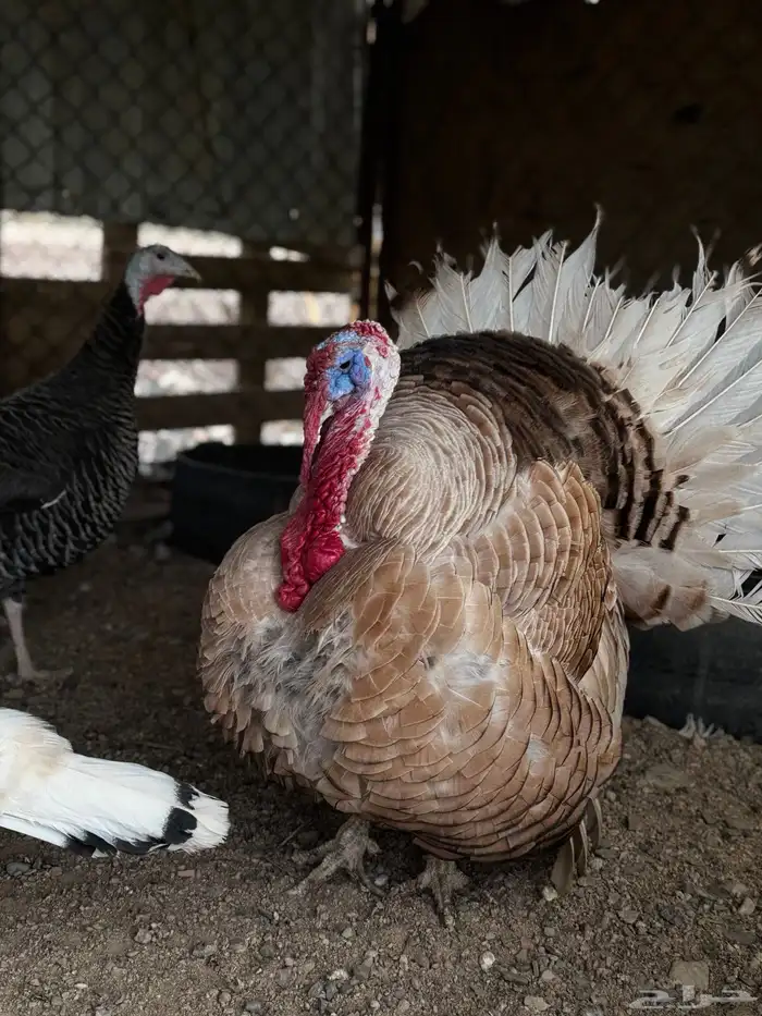 دجاج رومي منتج بياض 4