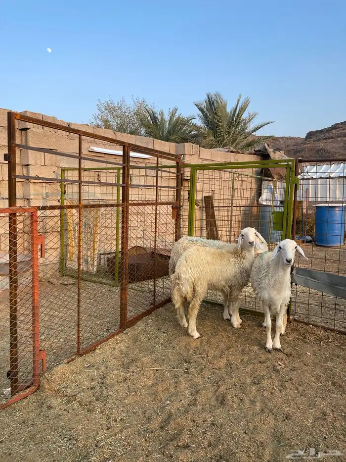 للبيع رخال حريه نظيفه 1