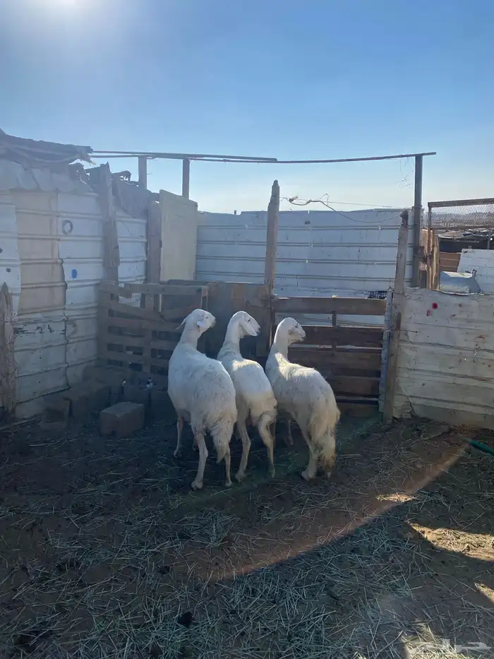 4 عروض حلال مشروطة وطيبة 4