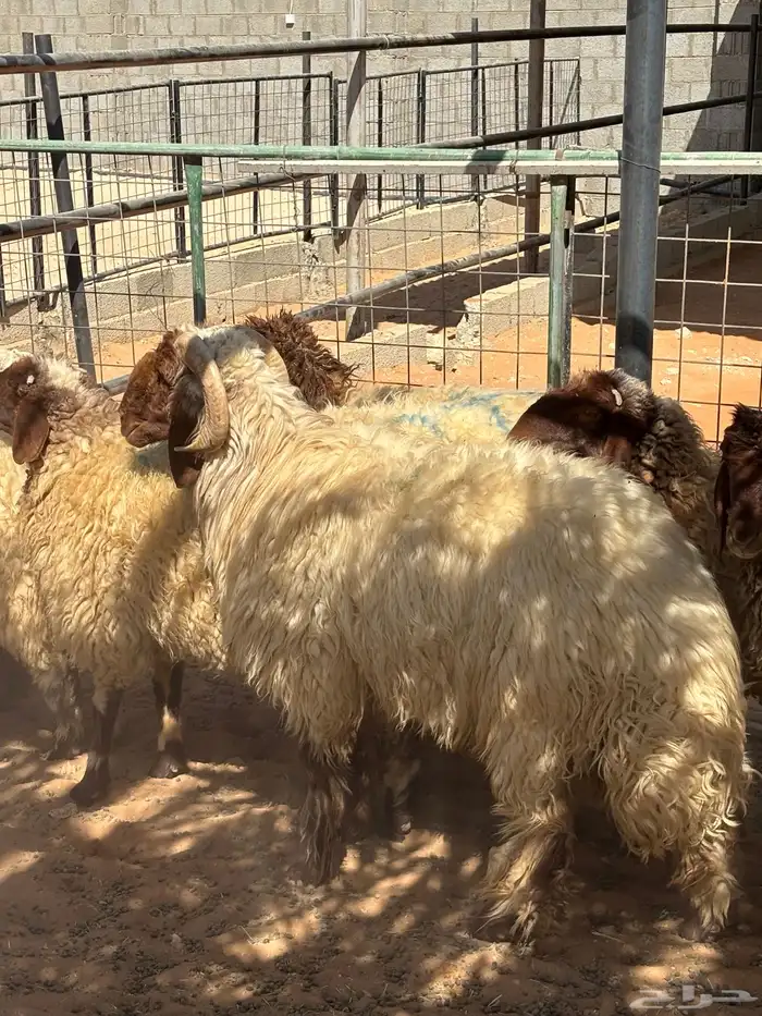 نعيم مقاني 4