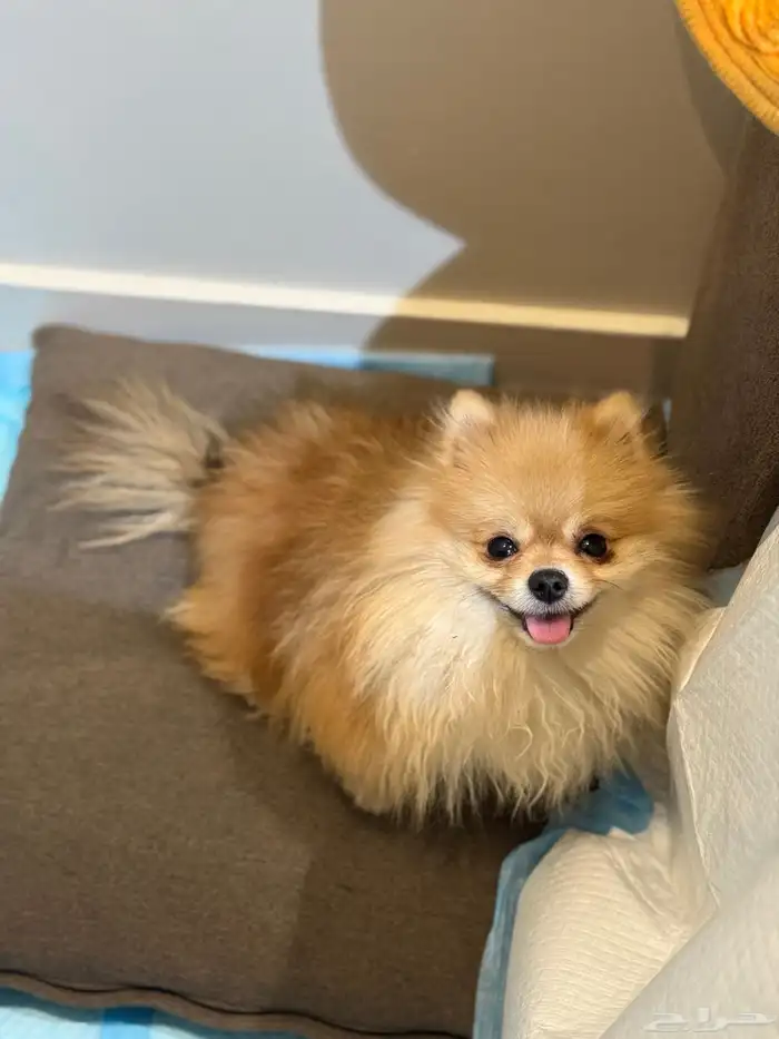 Male Pomeranian dog 1