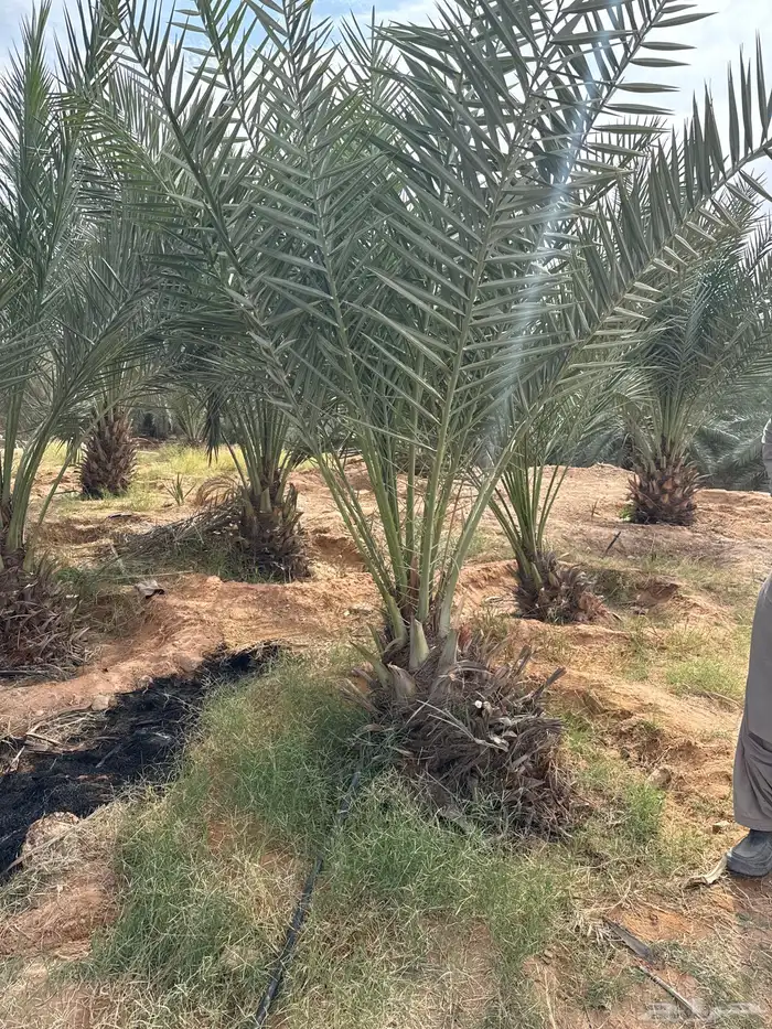 نخل خلاص جثايث 1