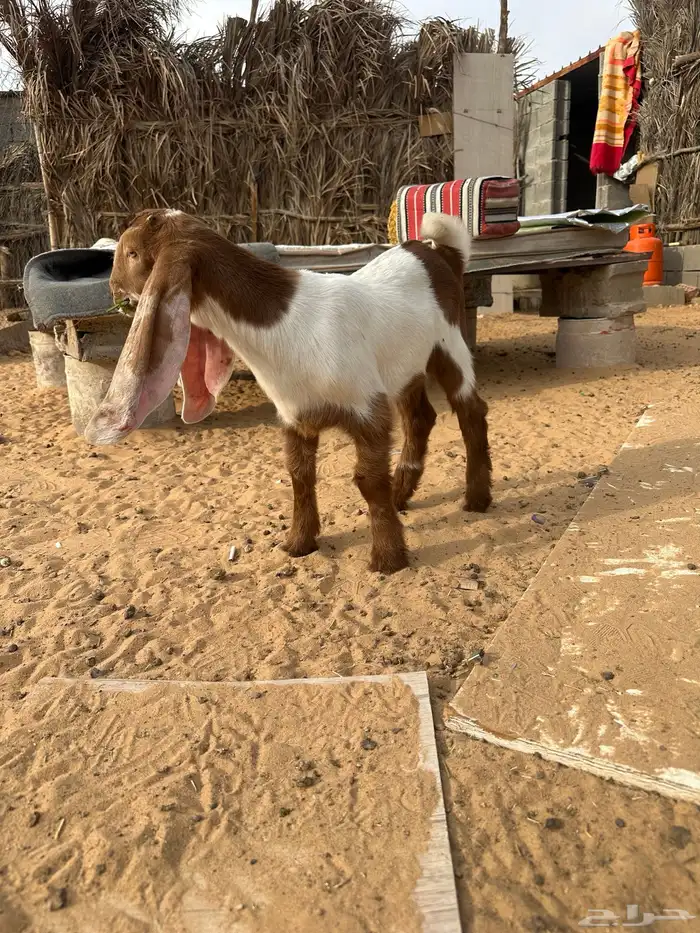 داغور جفره العمر شهر صحه شرط 1