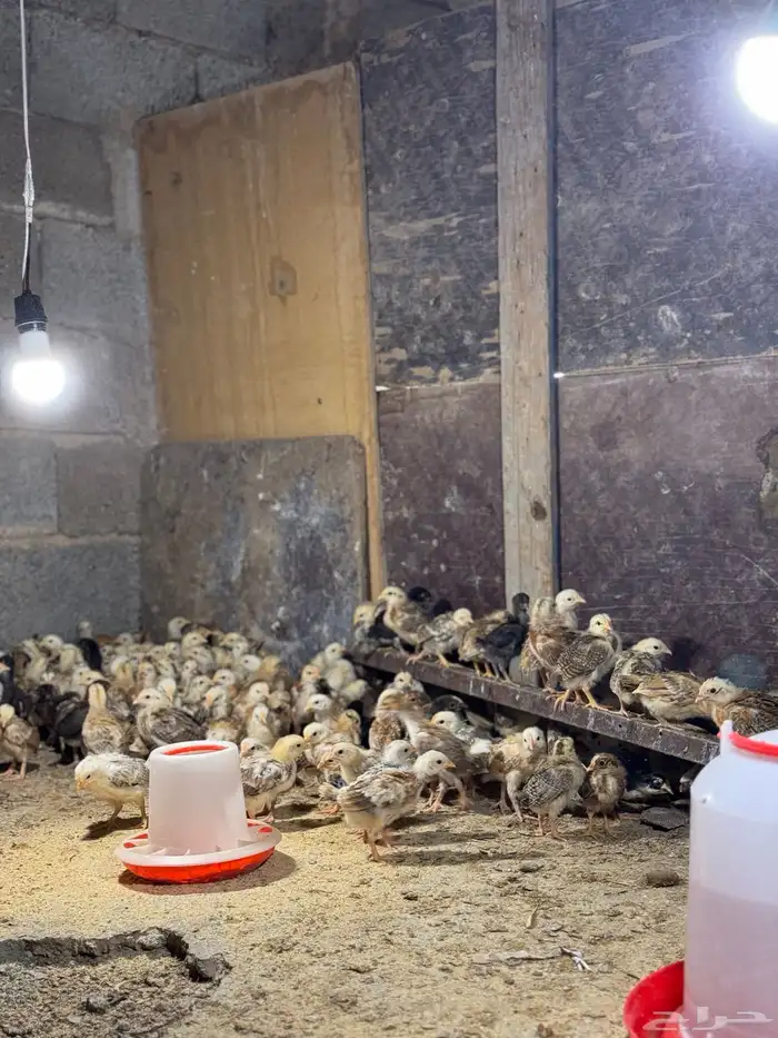 صوص بلدي توب 3