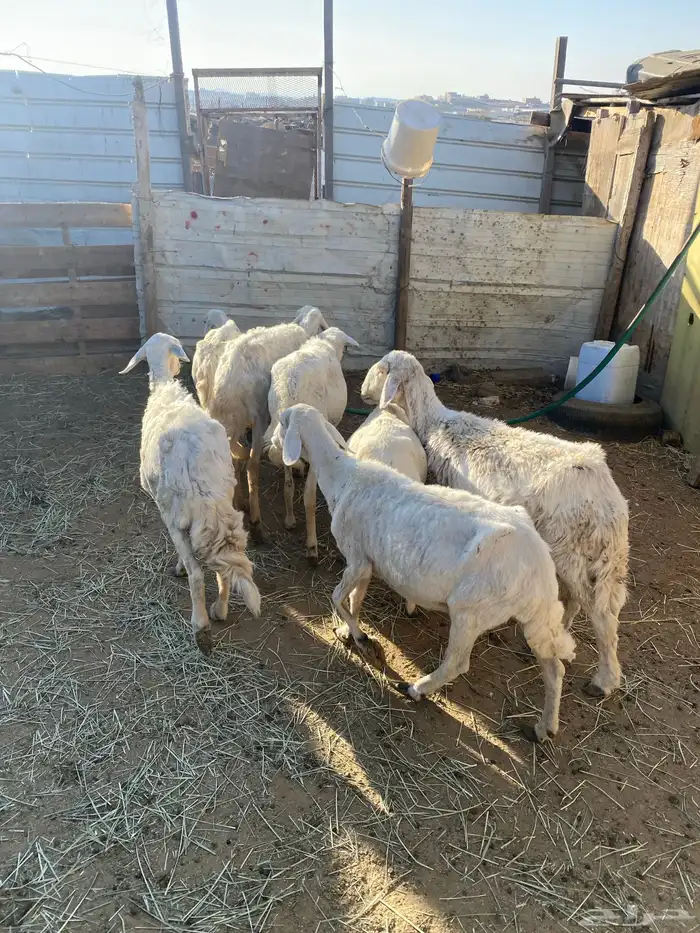 4 عروض حلال مشروطة وطيبة 25