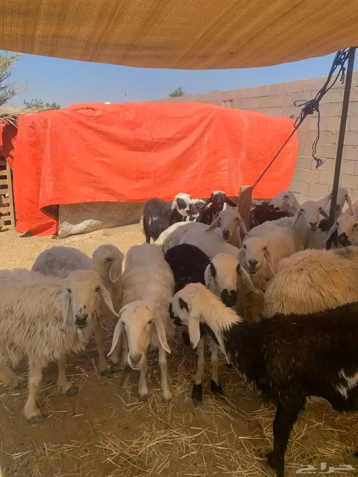 ضان اباكير متابيع 6