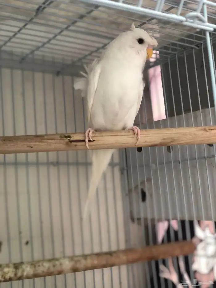 زوج بادجي هوقو البينو 0