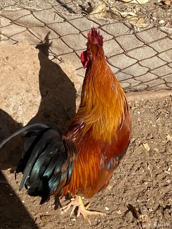 ديك بلدي قبعي 0