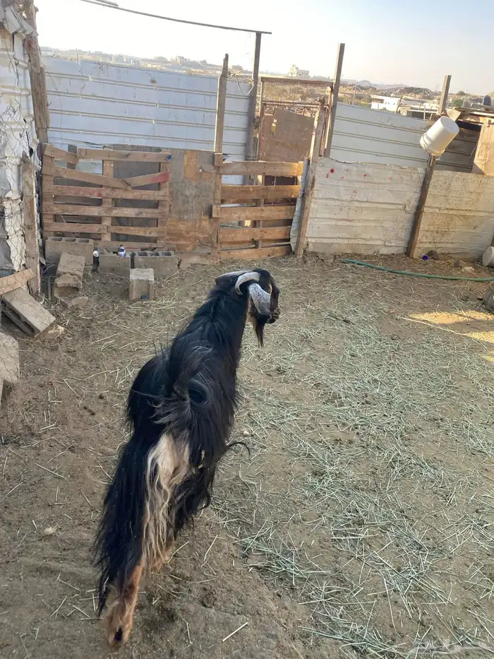 4 عروض حلال مشروطة وطيبة 21