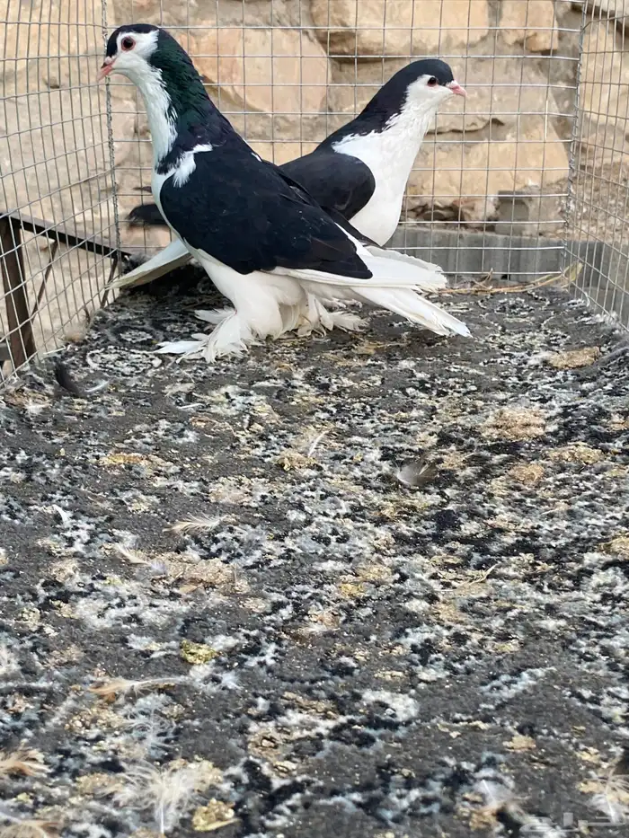 للبيع حمام 5