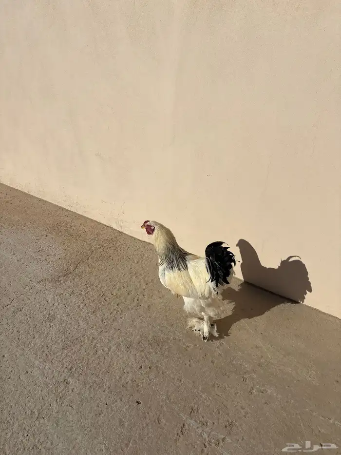 ديك براهما كولمبي 3