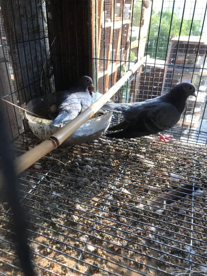 صنعاني اصيل شيبه وصوت ناعم وحجم صغير 6