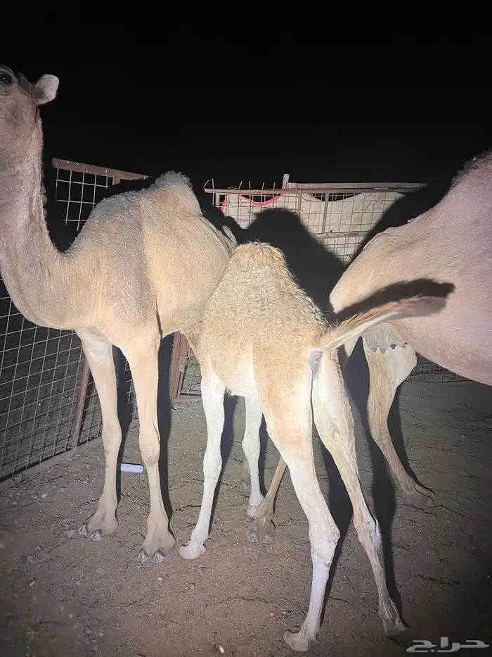 بكره على الحليب 1