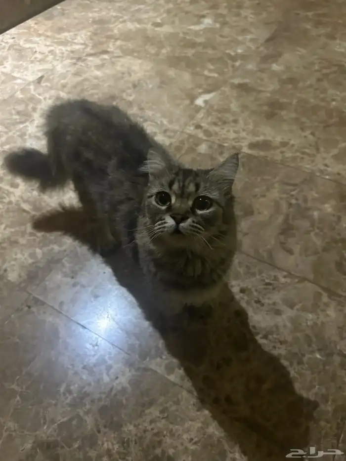 قطة تبني 1