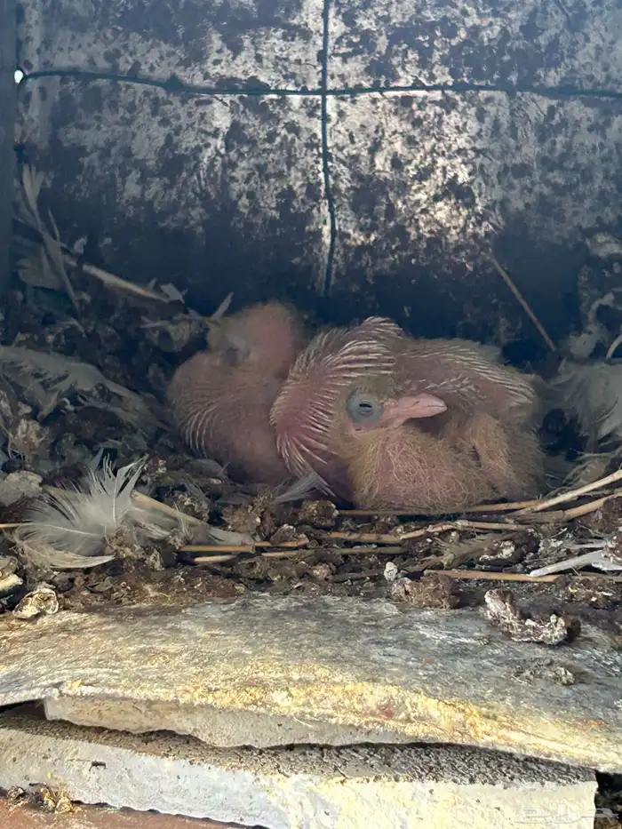 حمام فرنسي سوبر 4