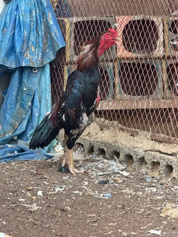 ديك شامو ياباني 3