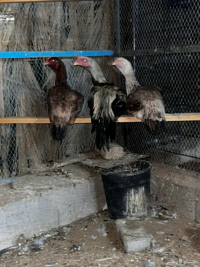 للبيع طقم دجاج بكستاني 0