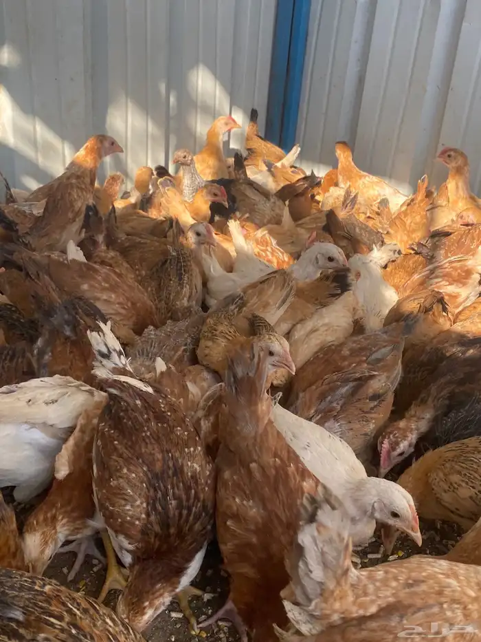 فراريج بلدي فواتح حمر 6