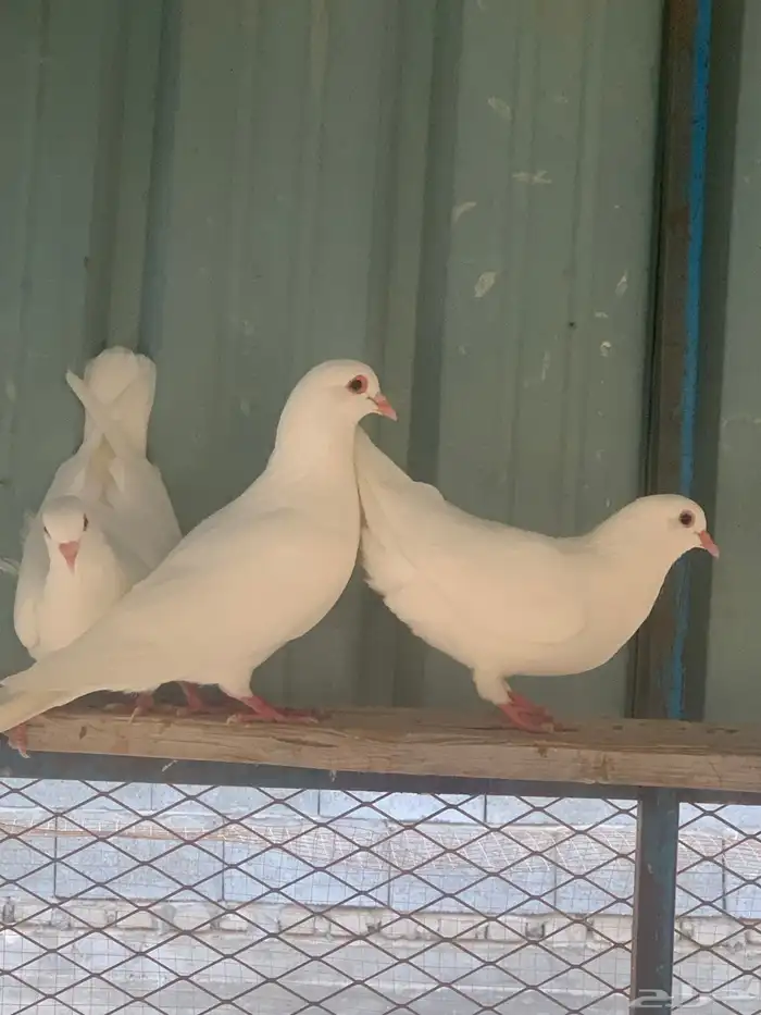 للبيع الزوج ب70 3