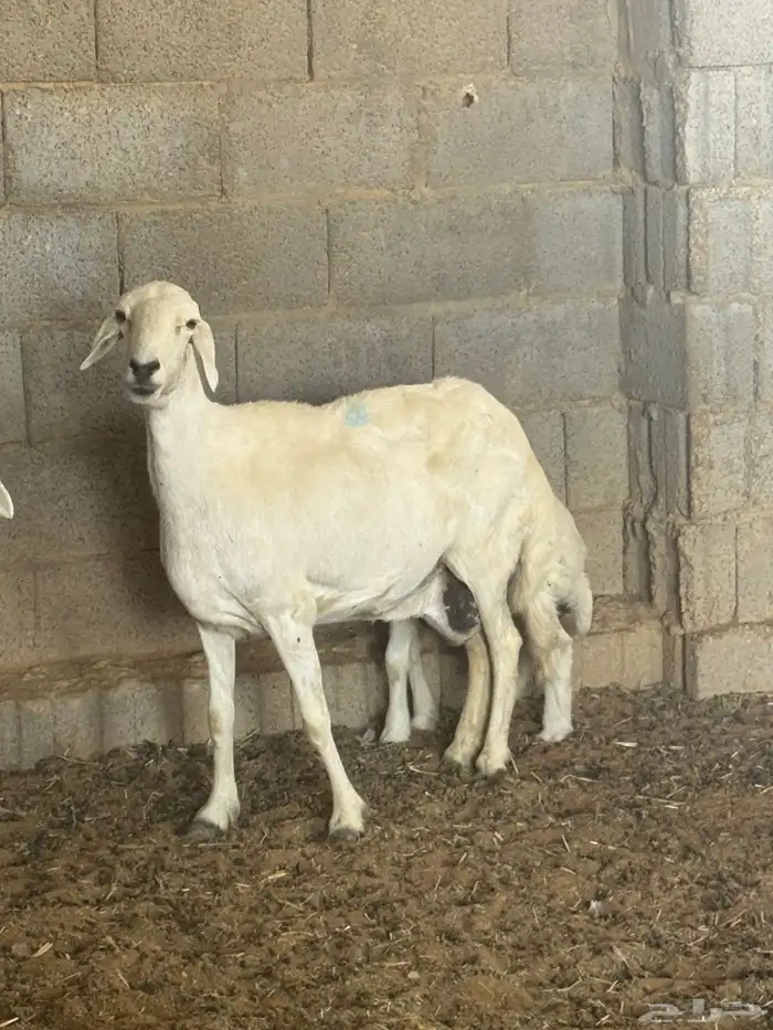 شاه تحتها خروف 0