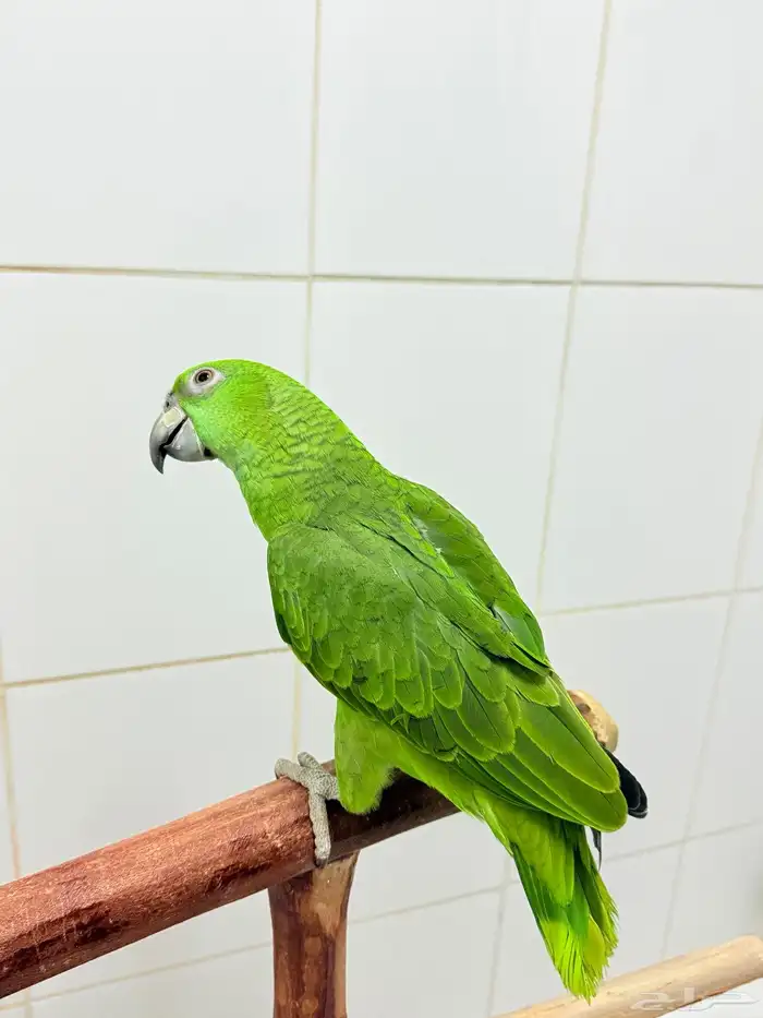 فرخ يلوناب بيور اليف ولعوب وهدد 5