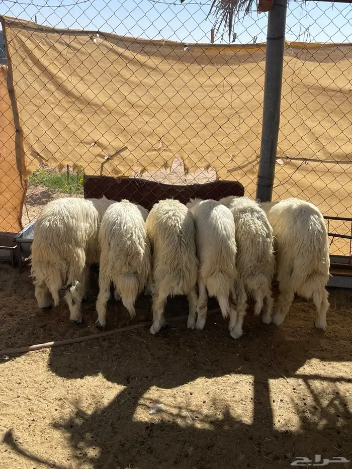 6خرفان سمينه ونظيفه مشروطه من اي عذروب 2