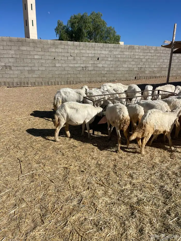 غنم مقاني صغار سن كفو 4