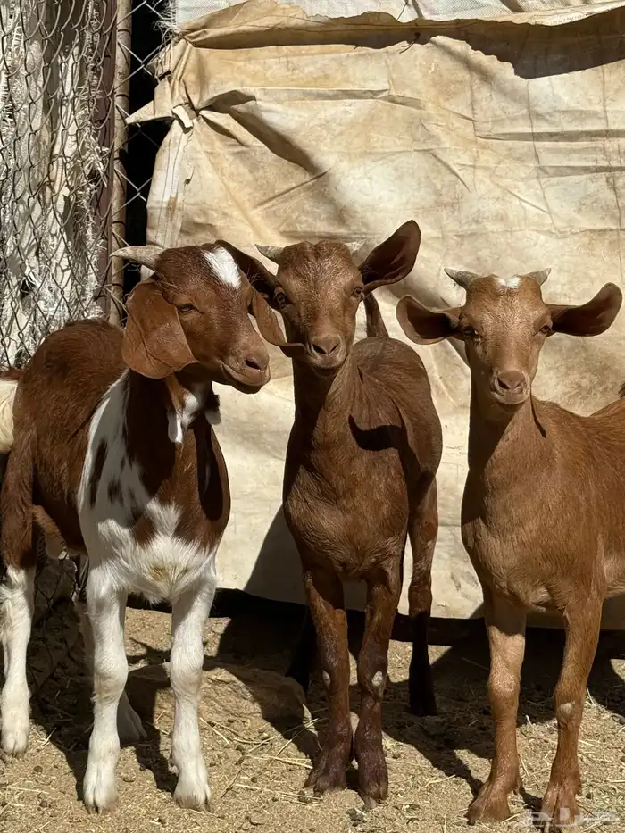 تيوس حص دهم فل شحم 1