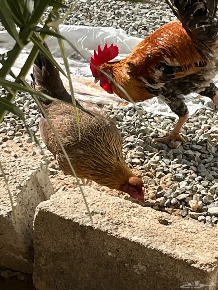 ديك بلدي نضيف يضرب مشاءالله تبارك الله اصيل 4