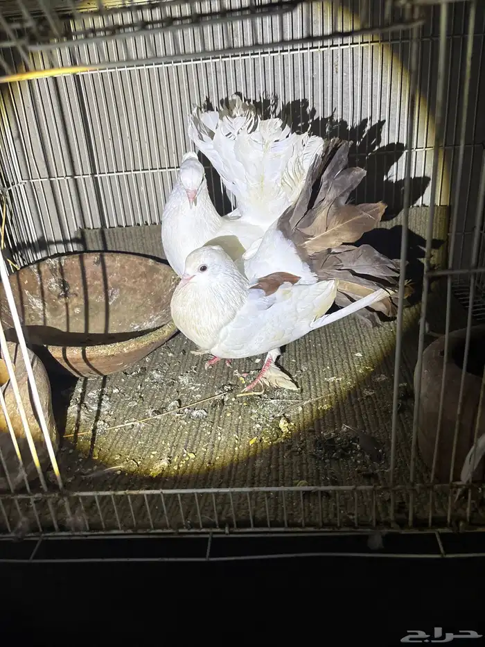 حمام ماشالله 3