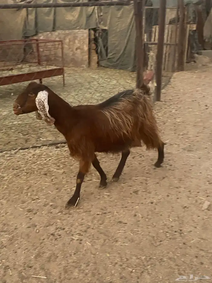 عنزين للبيع 1