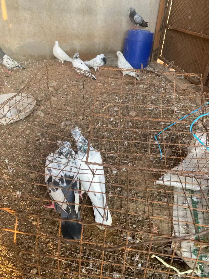 حمام باكستاني فرنسي 5