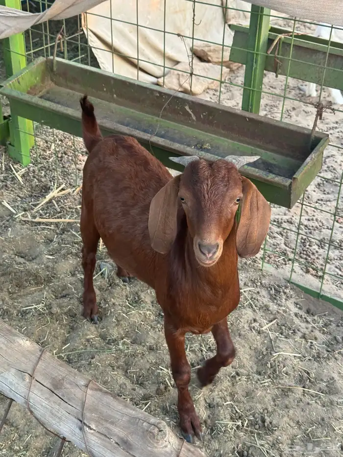 خليص بجوار السوق 1