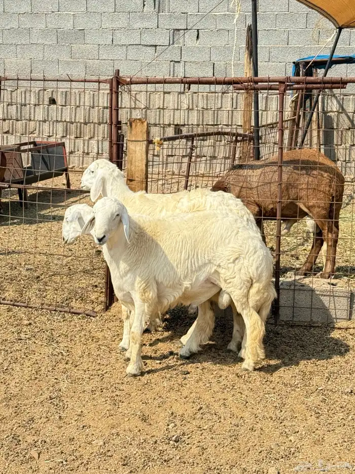 طليان وتيوس مخاصي و سواكن ذبائح للبيع كاش وتمارا مع الذبح و 2