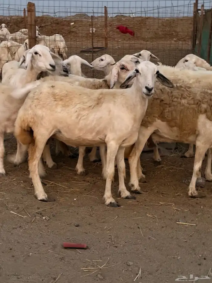 20 ضأن حريات تبارك الرحمن 1
