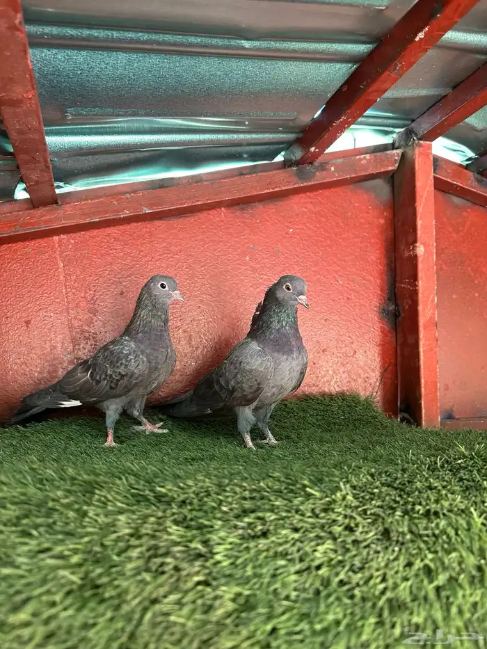 طبه صنعاني 0