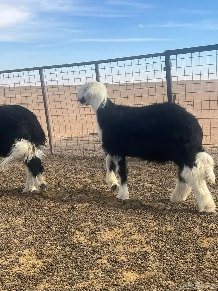 فحول نجد صنف الصنف 2