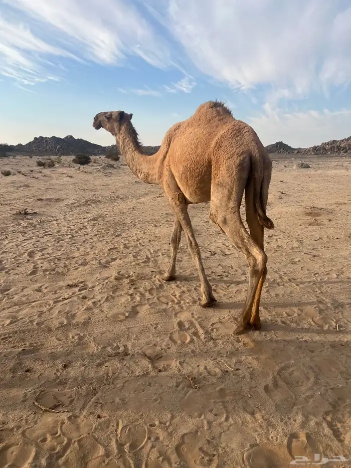 بكره كفؤ تماميه 4